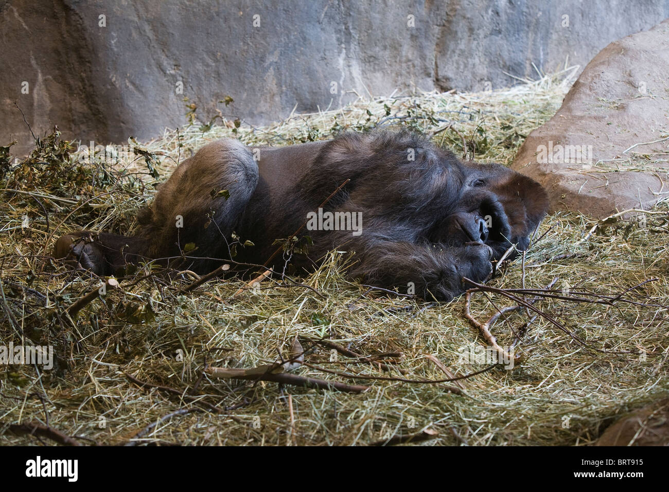 Flachlandgorilla schlafen in den Woodland Park Zoo - Seattle, Washington Stockfoto