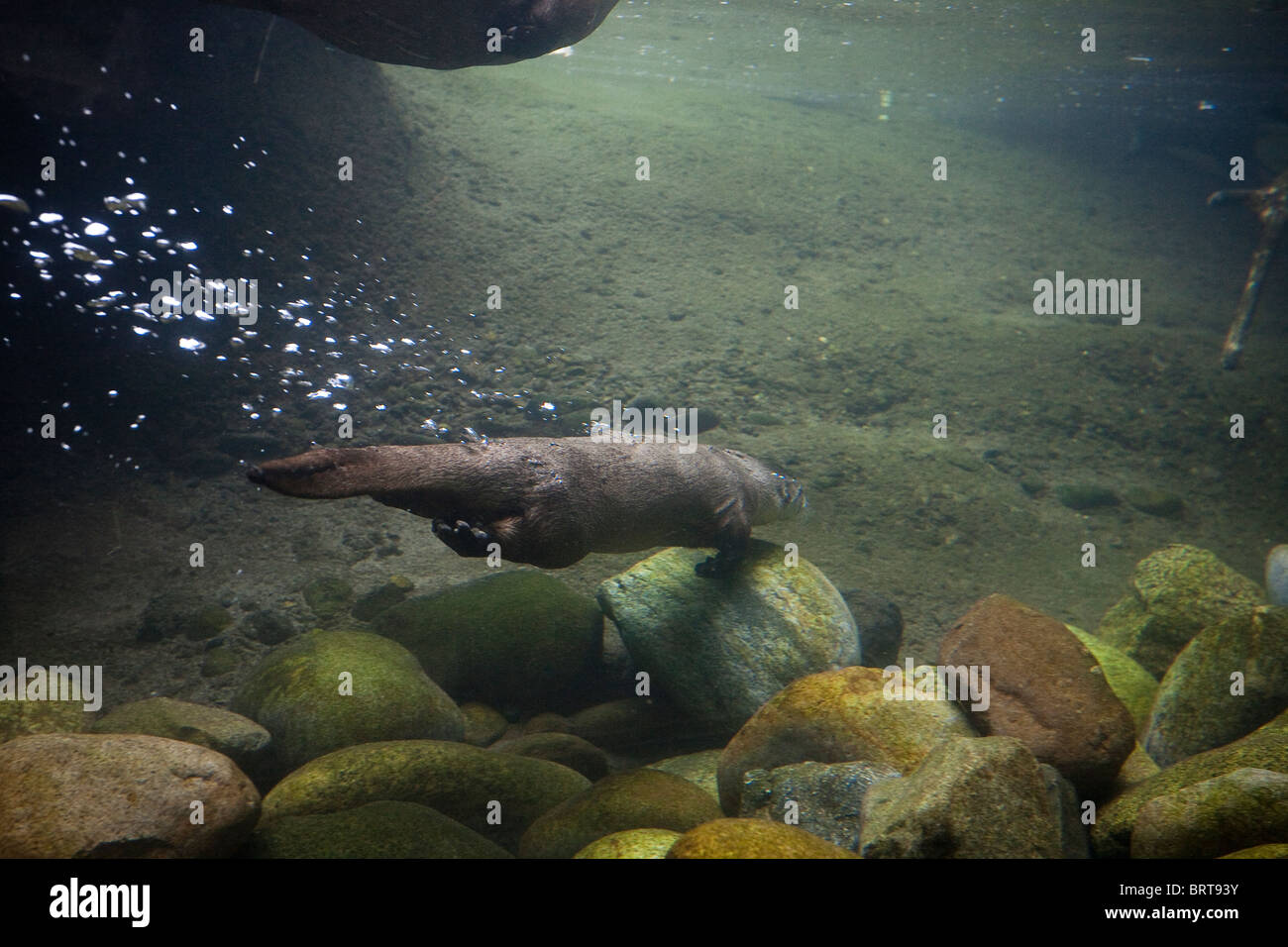 North American River Otter bei der Woodland Park Zoo - Seattle, Washington Stockfoto