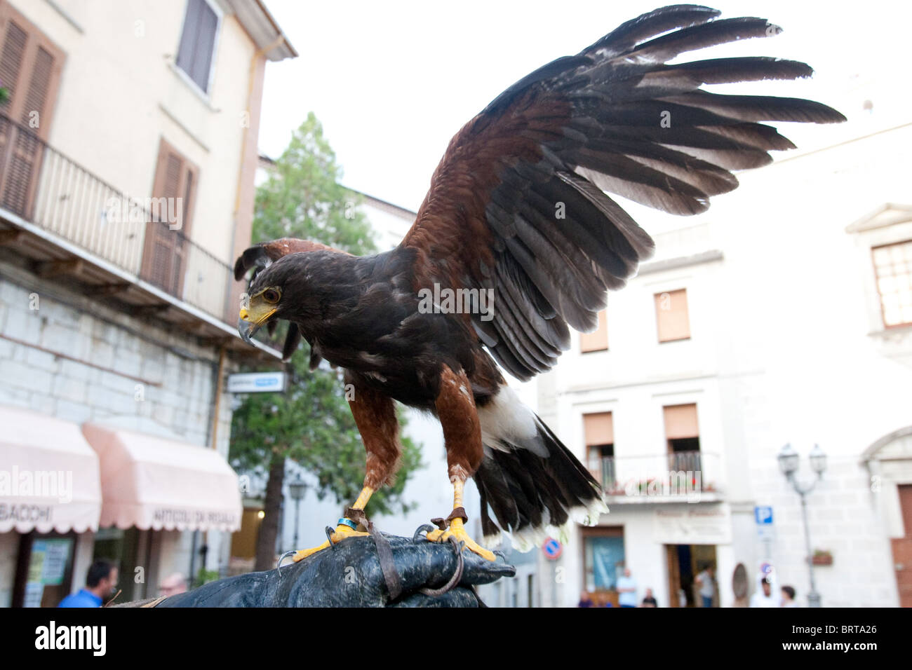 Vogel Vögel Buteo reißenden Flug räuberische Predator Falconer Falkner Falknerei Beute Jagd Jagd Jäger gierig Stifte predaceous Stockfoto