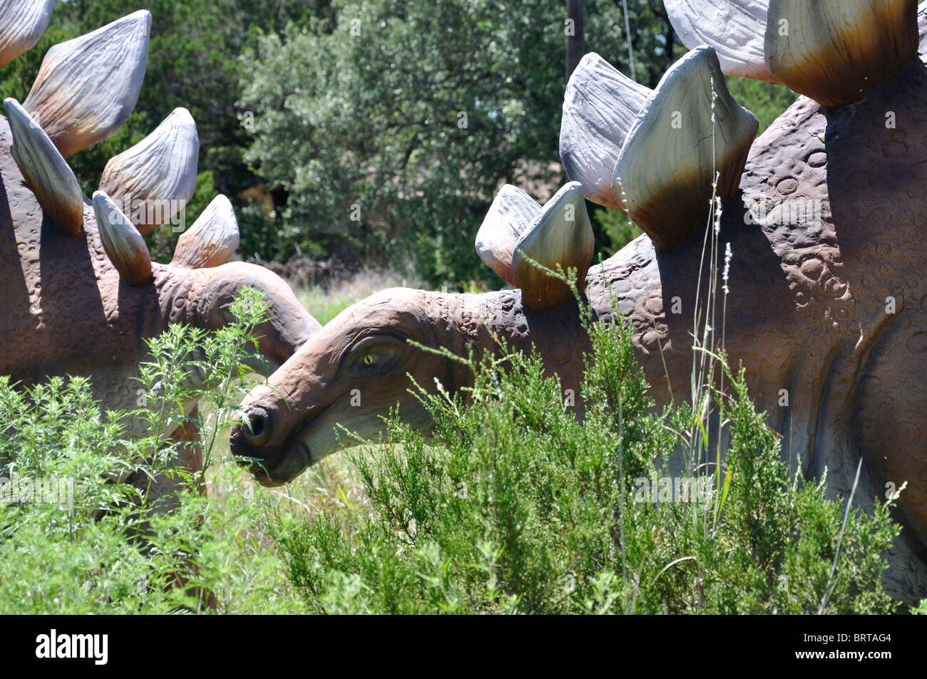 Stegosaurus, Dinosaur World, Glen Rose, Texas, USA Stockfoto