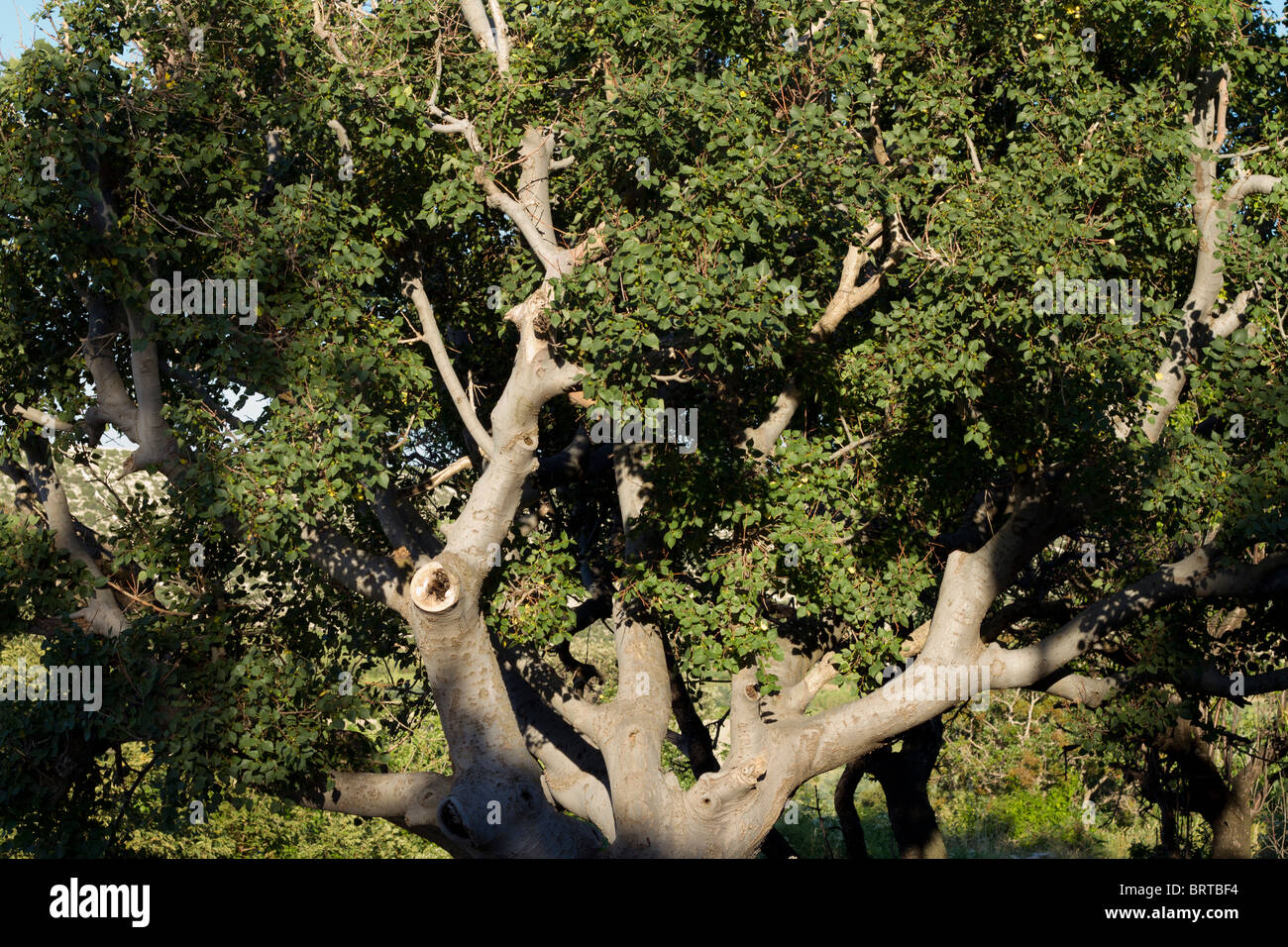 Eiche Quercus ilex Stockfoto