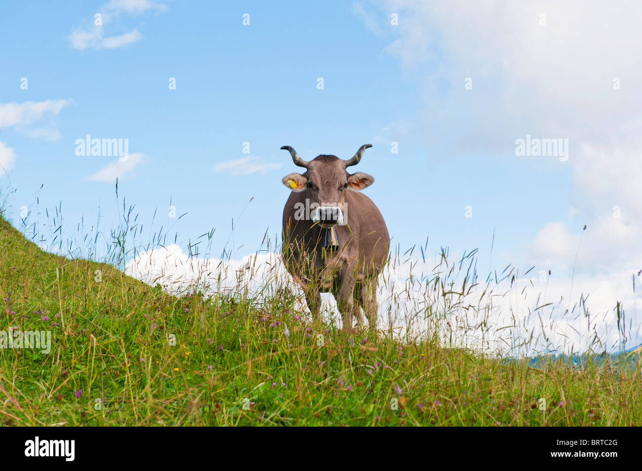 Eine Schweizer Kuh komplett mit Kuhglocke auf den Hügeln rund um den Vierwaldstättersee in der Schweiz Stockfoto
