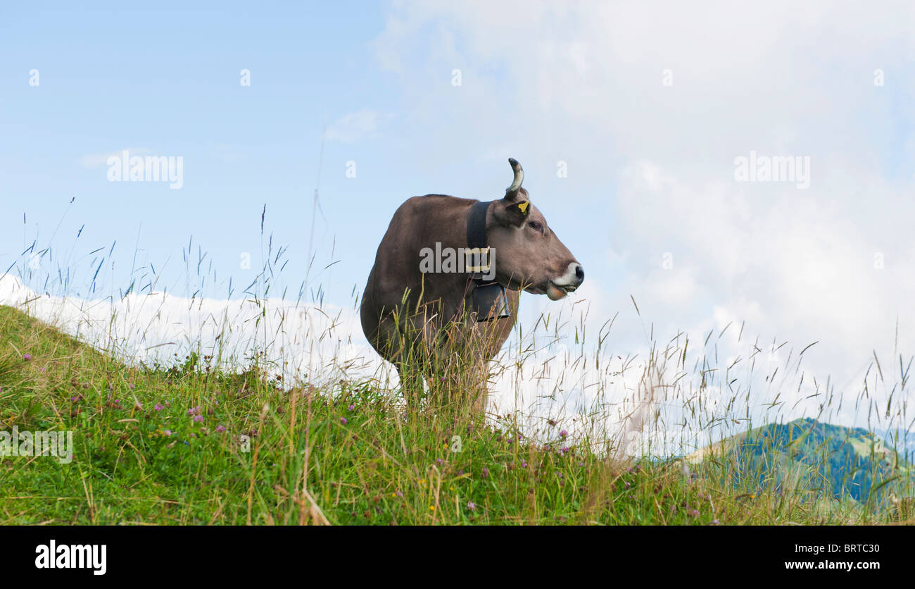 Eine Schweizer Kuh komplett mit Kuhglocke auf den Hügeln rund um den Vierwaldstättersee in der Schweiz Stockfoto
