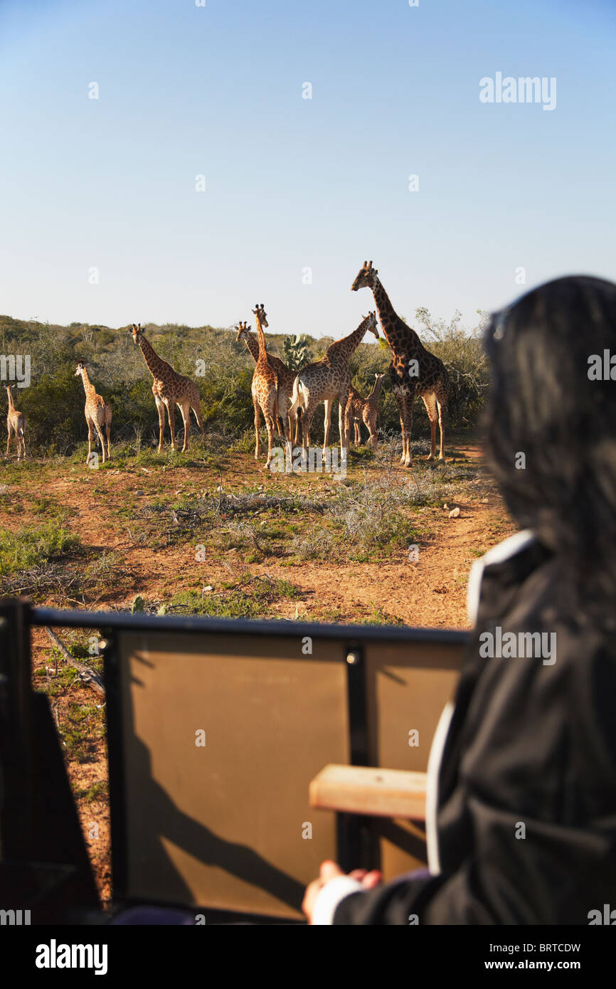 Frau auf der Suche bei Giraffen, Addo Elephant Park, Eastern Cape, South Africa (MR) Stockfoto