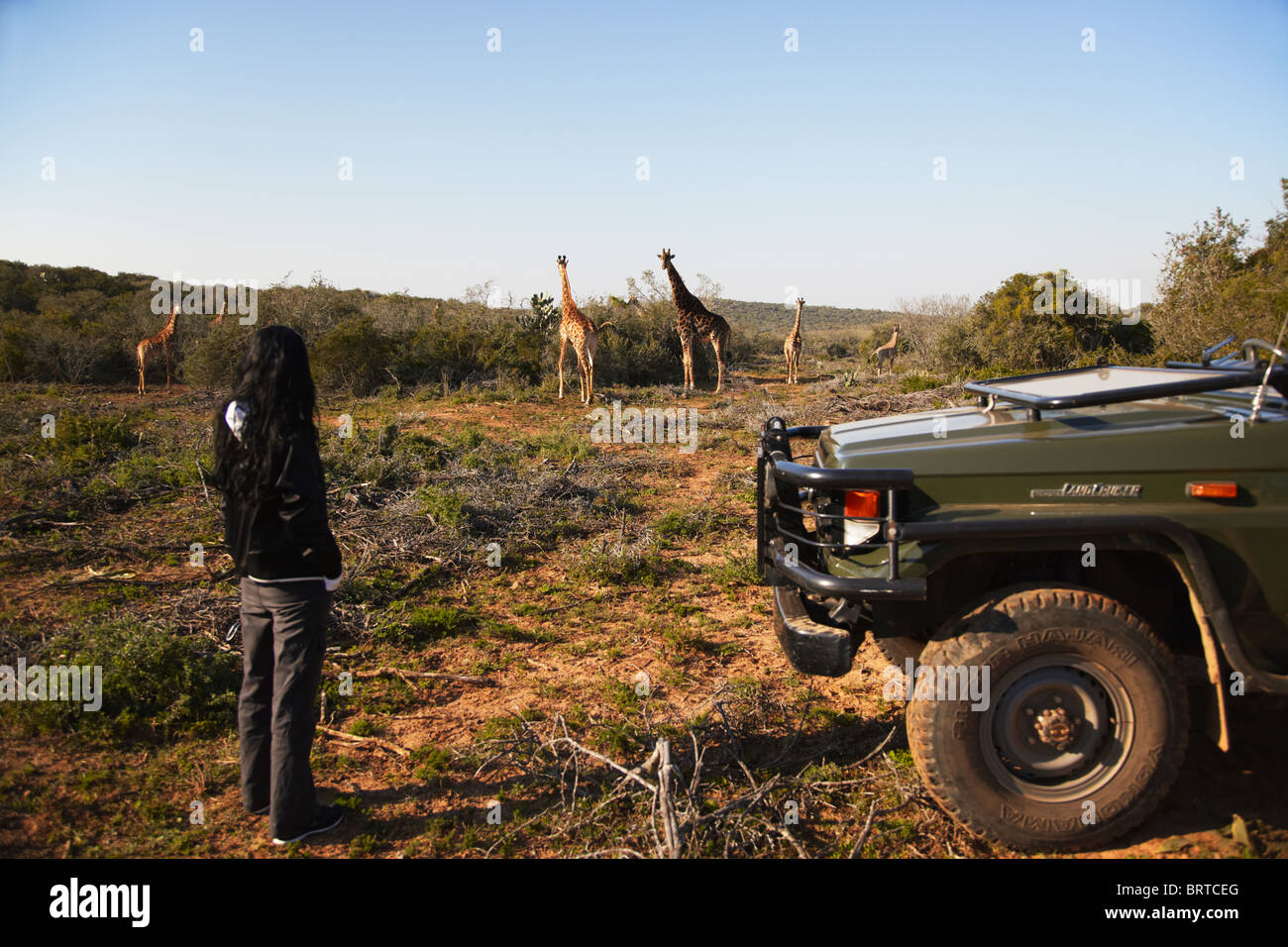 Frau auf der Suche bei Giraffen, Addo Elephant Park, Eastern Cape, South Africa Stockfoto