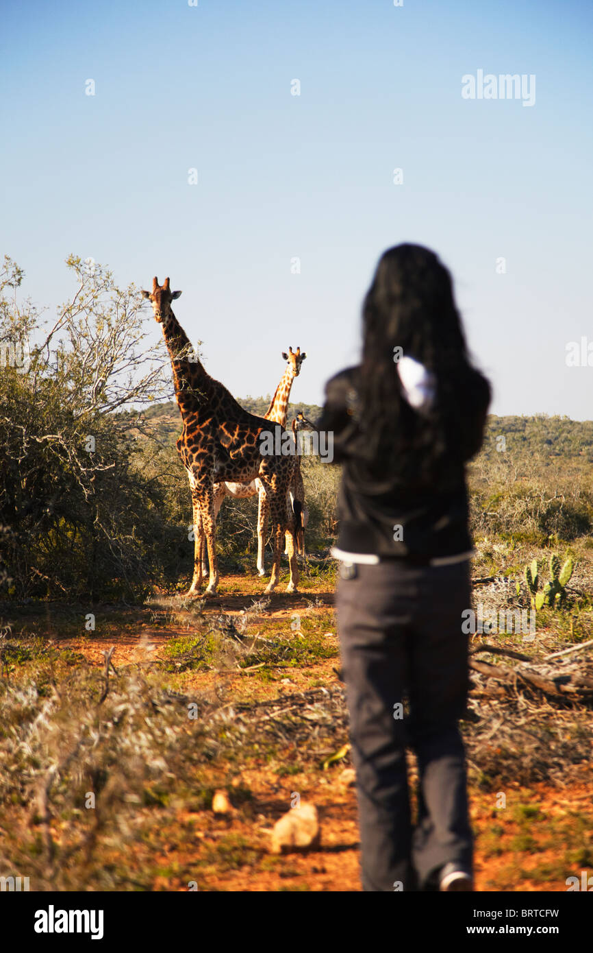 Frau auf der Suche bei Giraffen, Addo Elephant Park, Eastern Cape, South Africa Stockfoto