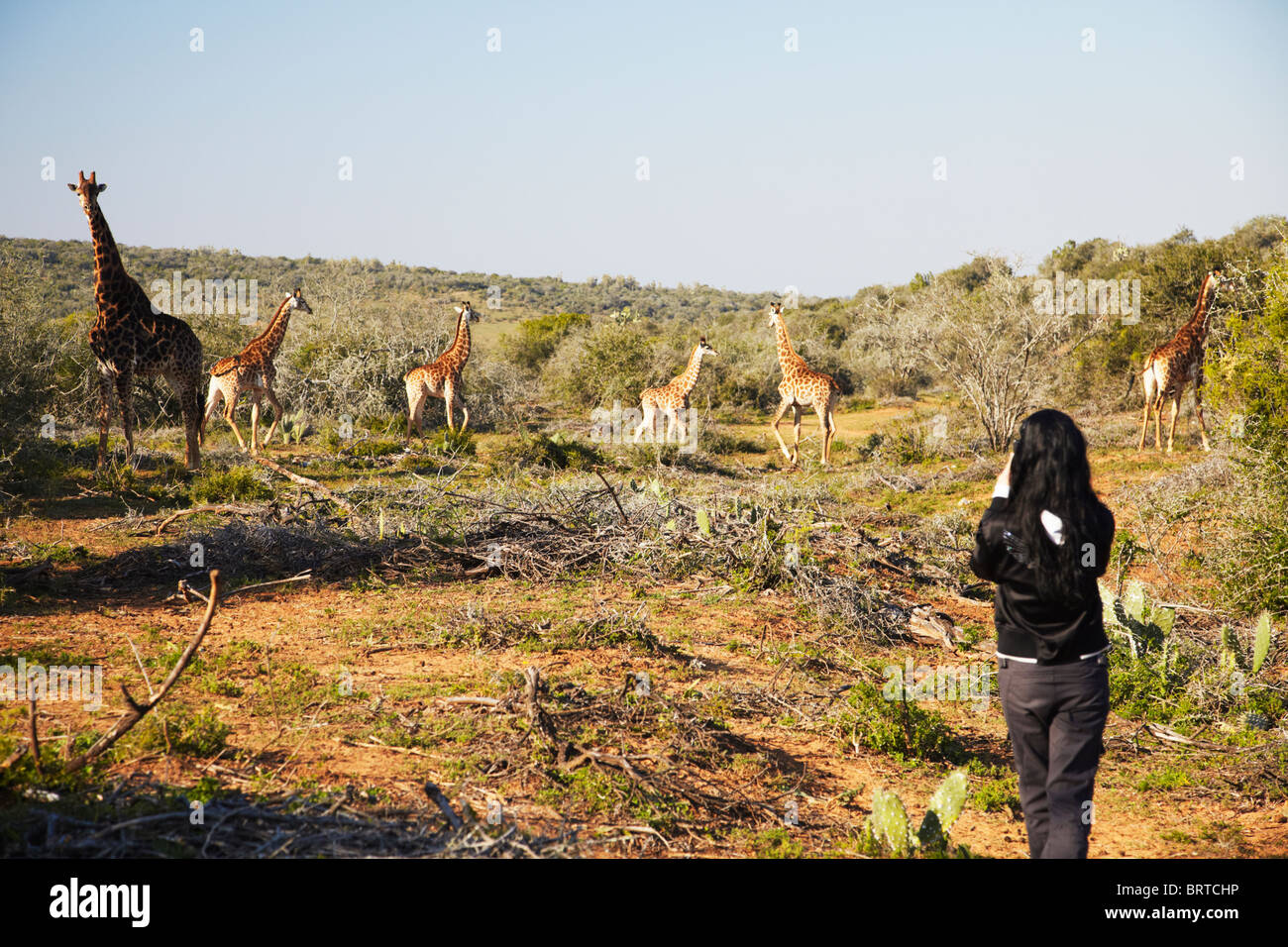 Frau fotografieren Giraffen, Addo Elephant Park, Eastern Cape, Südafrika Stockfoto