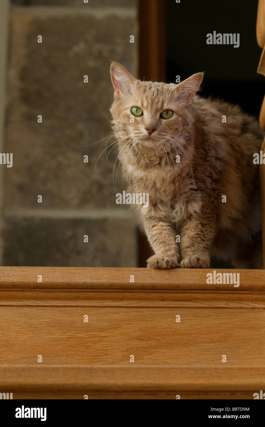 La Perm Katze an Spitze der Treppe Stockfoto