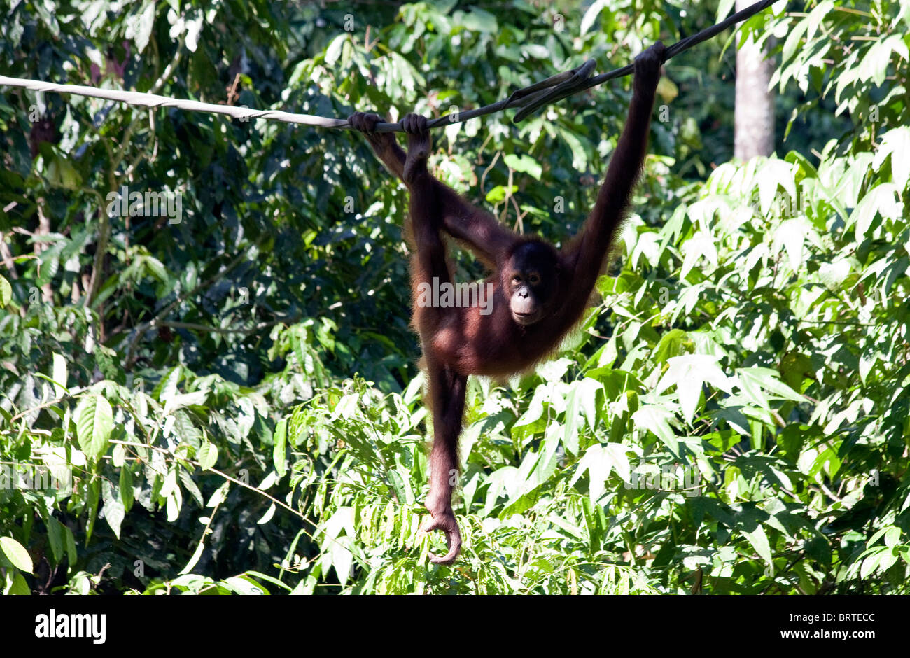 Ein Orang-Utan sieht in Sepilok Rehabilitation Center in Sabah Borneo in Malaysia Stockfoto