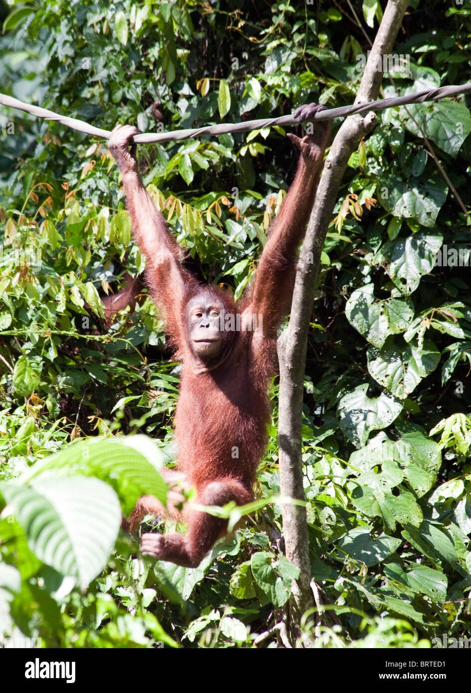 Ein Orang-Utan sieht in Sepilok Rehabilitation Center in Sabah Borneo in Malaysia Stockfoto