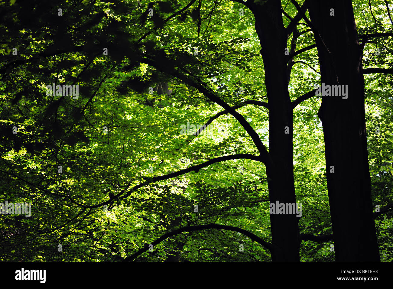 Hinterleuchtete Baumkrone Laub abstrakt mit Bäume und Äste im Vordergrund Stockfoto