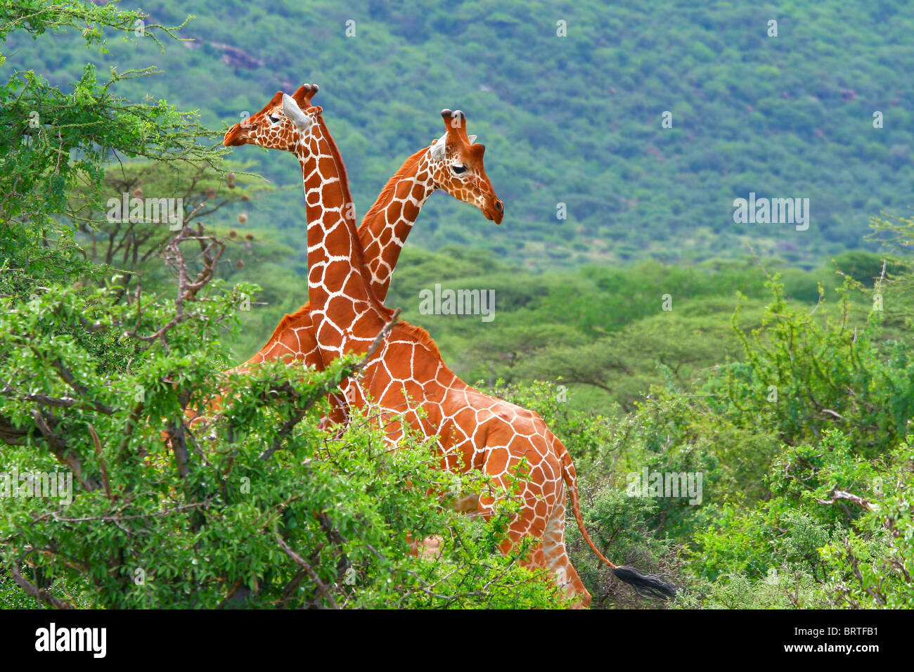 Kampf der zwei Giraffen. Afrika. Kenia. Samburu Nationalpark. Stockfoto