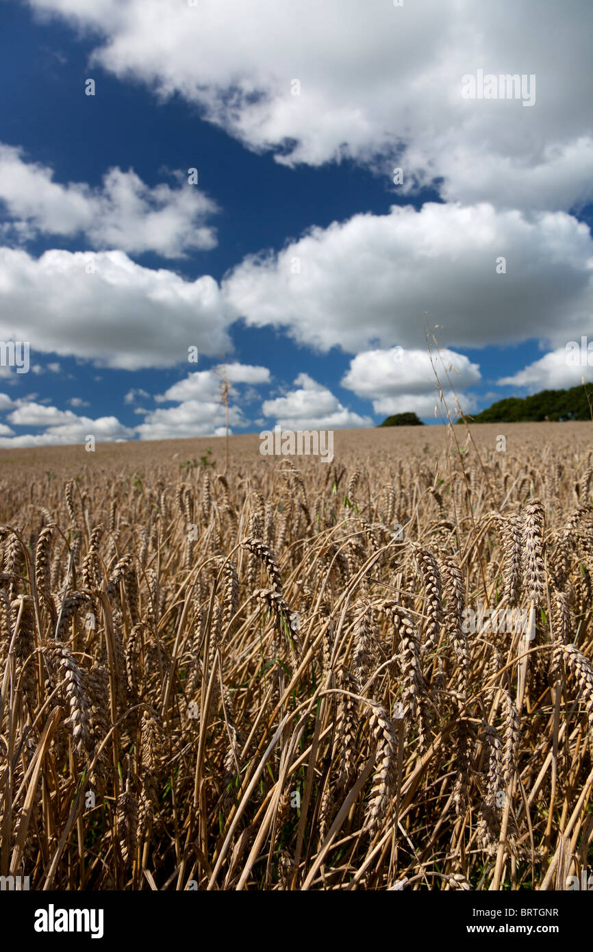 Reifende Weizenernte an Sommertag Stockfoto