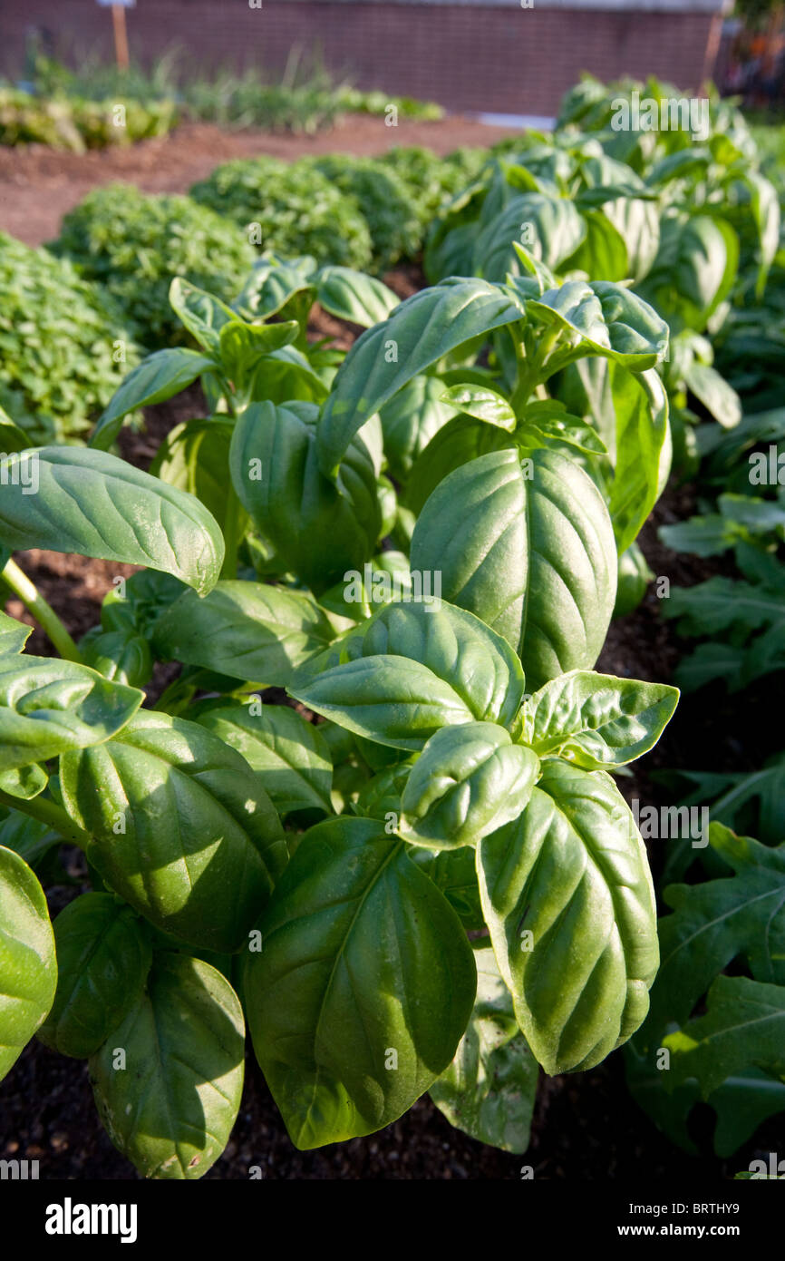 Basil Garten Bio biologische Rosenkohl wachsenden grünen grünen Blätter Gärten Boden Gemüse Gemüse Pflanzen Bauern pflegen Stockfoto