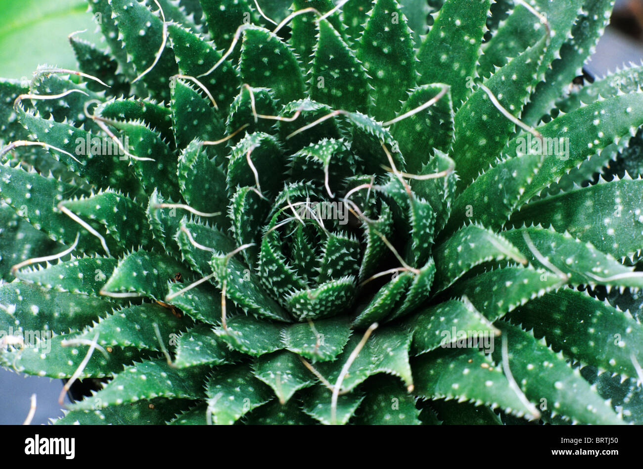 aloe vera arborescens Aloe Arborenscens  Beaultiful Desert Plants