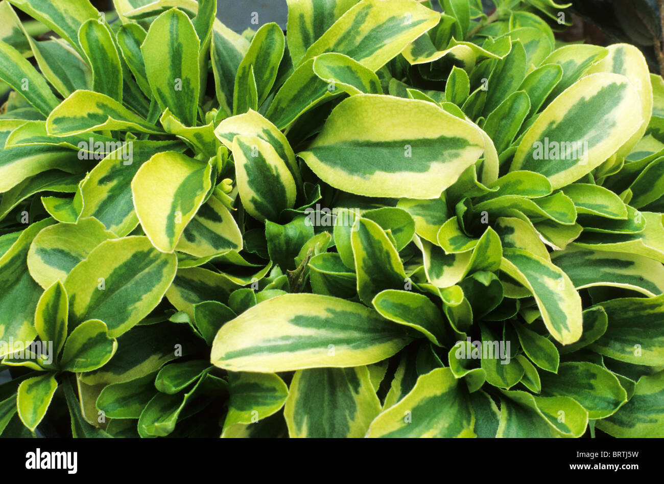 Arabis Ferdinandi-Coburgi 'Old Gold', bunte Laub Blatt Blätter Stockfoto