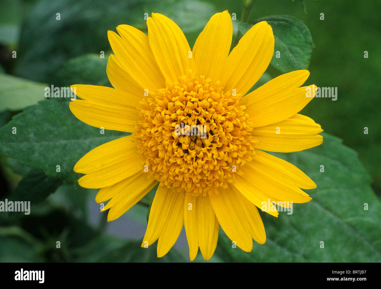 Helianthus �Meteor� gelbe Blume Blumen Garten Pflanzen