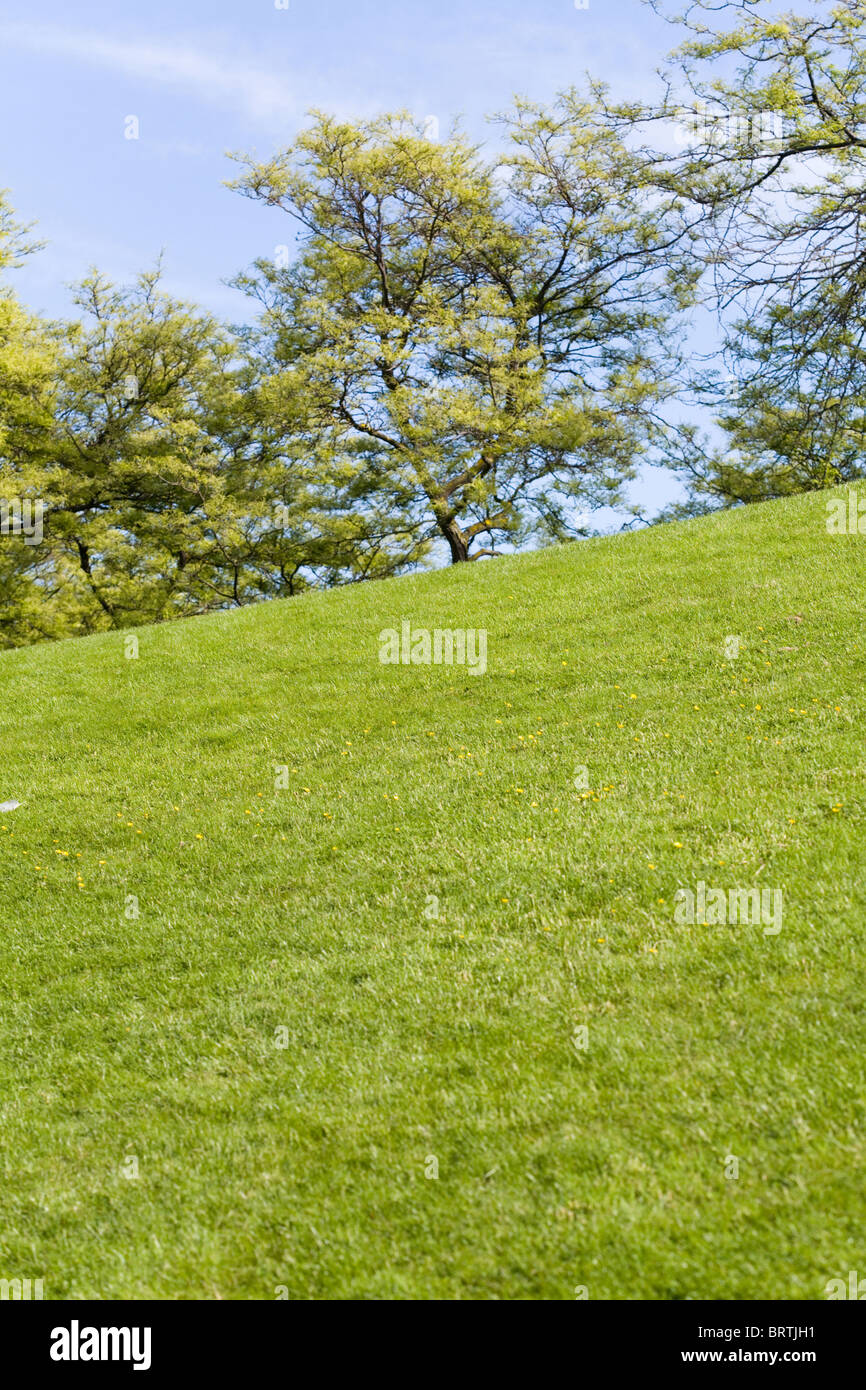 Grüner Rasen und Baum für Hintergrund Stockfoto