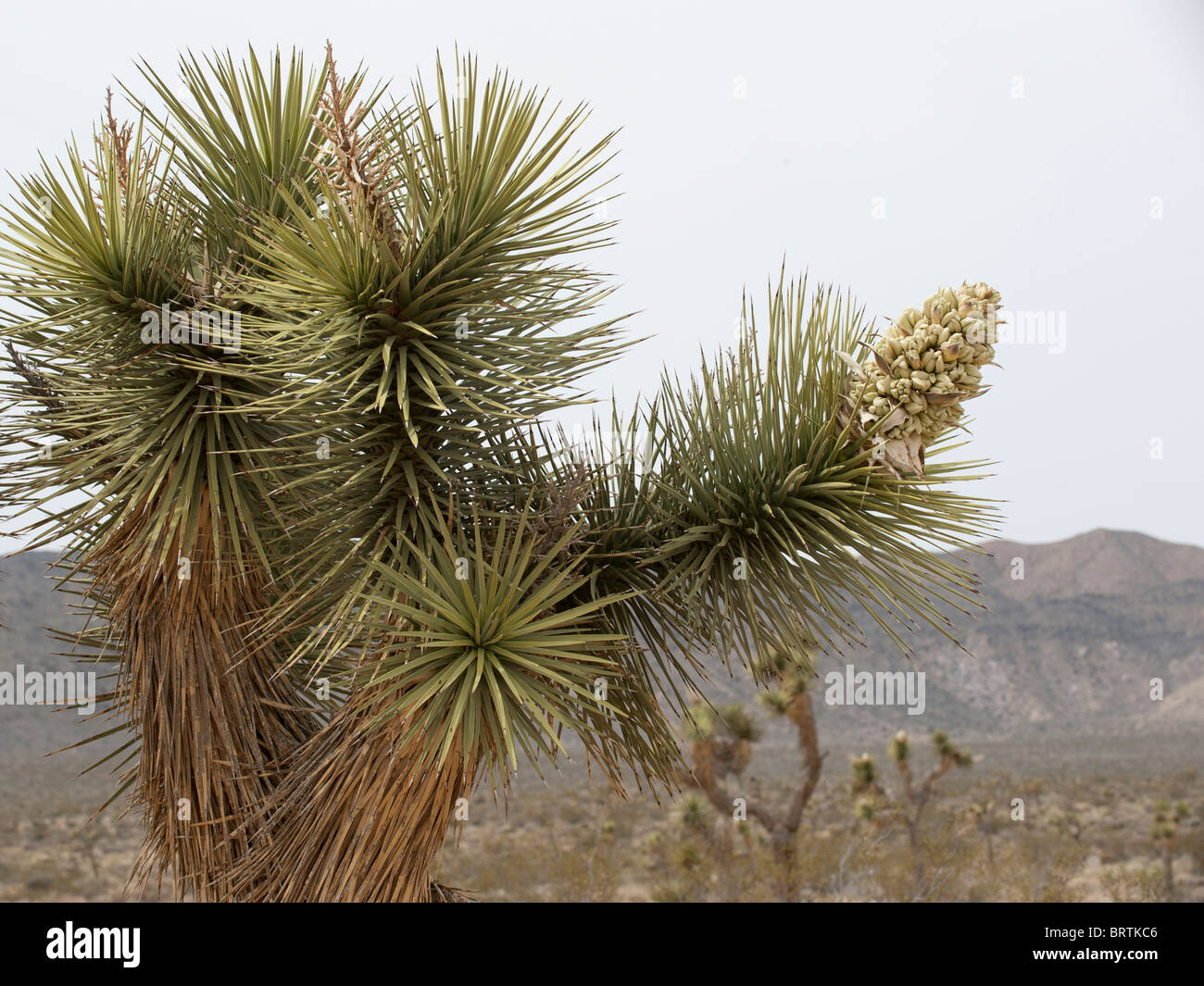 Joshua Baum in voller Blüte im Joshua Tree National Park, Kalifornien Stockfoto