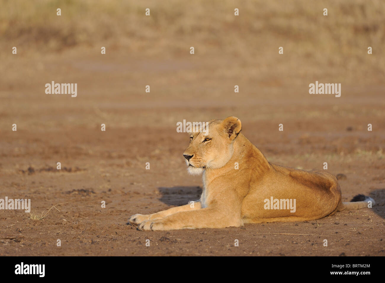 East african Lion - Massai-Löwe (Panthera Leo Nubica) Löwin liegend auf dem Boden am Sonnenaufgang - Maasai Mara Nationalpark - Kenia Stockfoto