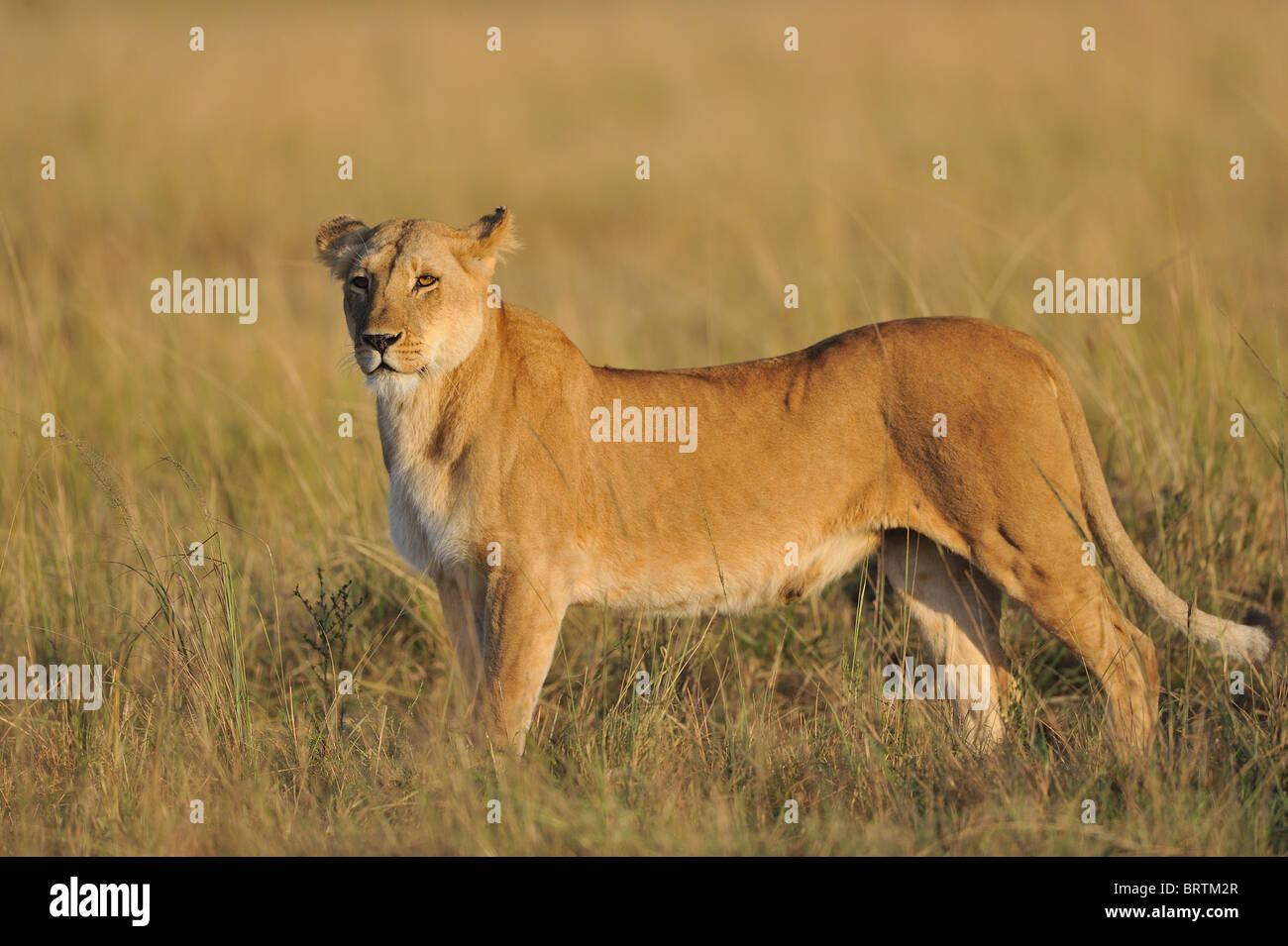 East african Lion - Massai-Löwe (Panthera Leo Nubica) Löwin stehend in dem hohen Rasen bei Sonnenaufgang Stockfoto