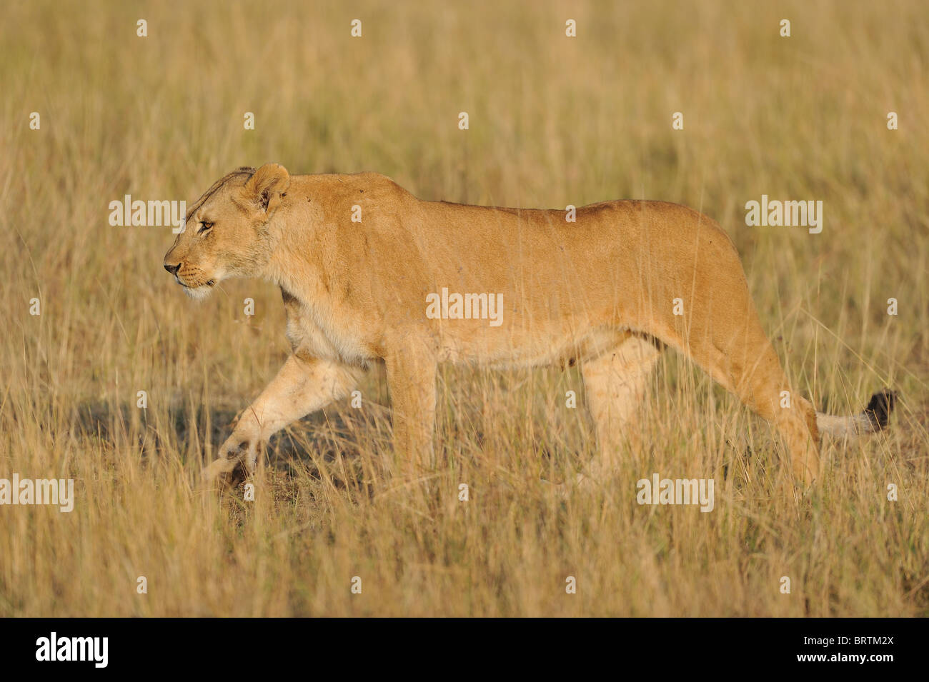 East african Lion - Massai-Löwe (Panthera Leo Nubica) Löwin zu Fuß in den Rasen bei Sonnenaufgang Stockfoto