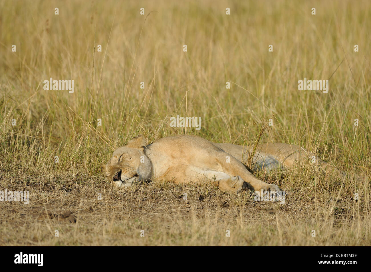 East african Lion - Massai-Löwe (Panthera Leo Nubica) Löwin schlafen in der Rasen - Maasai Mara Nationalpark - Kenia Stockfoto