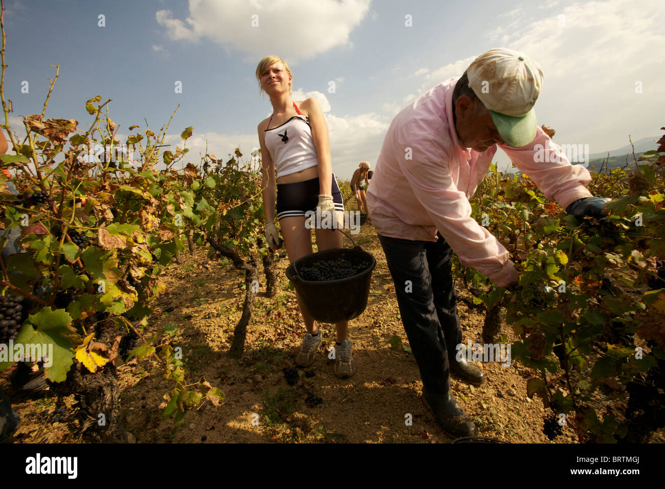 Domaine du Vissoux, Beaujolais Ernte der Trauben in den Bereichen des Beaujolais Wein Foto von Owen Franken Stockfoto