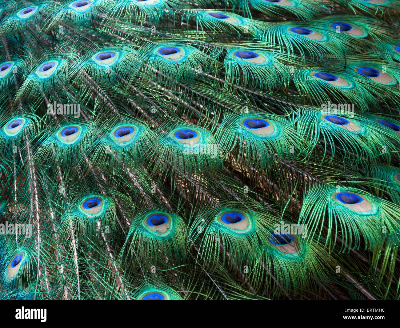 Ende ein männlicher Pfau-Fasan, zeigt die schönen bunten Federn Stockfoto