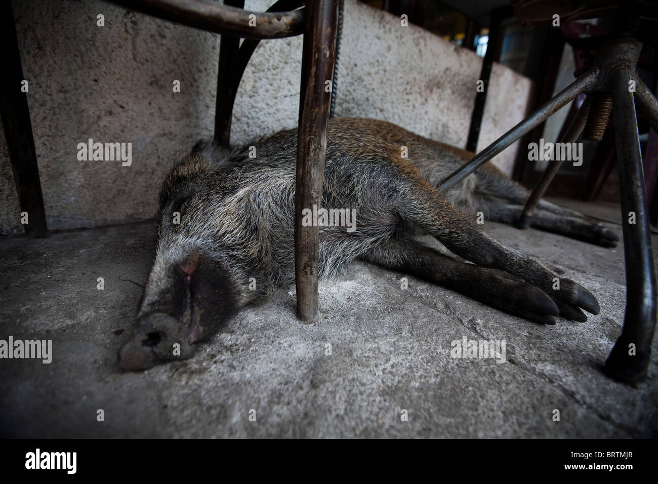 Domestizierte Wildschweine schlafen unter dem Stuhl vor einem Geschäft Stockfoto