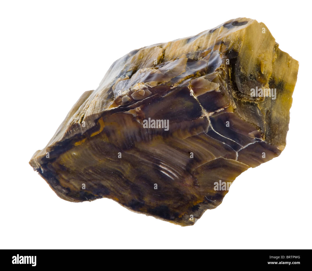 Versteinertes Holz poliert Stockfoto