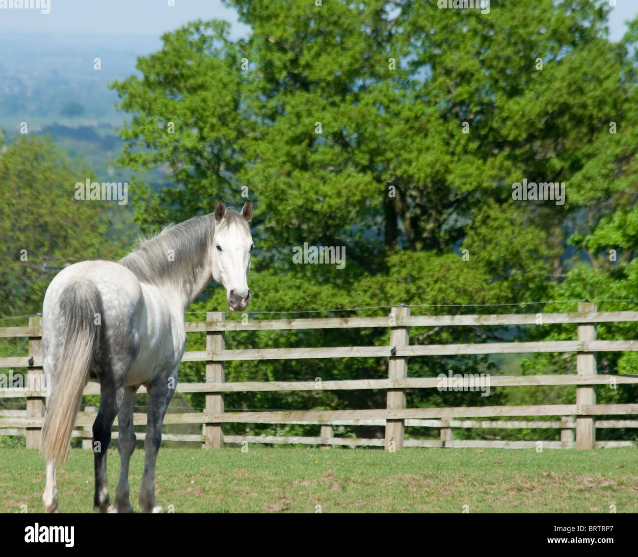 Schönes dappled grauen Pferd blickt zurück in die Kamera stehen im Feld im englischen Landhausstil auf Sommertag Stockfoto