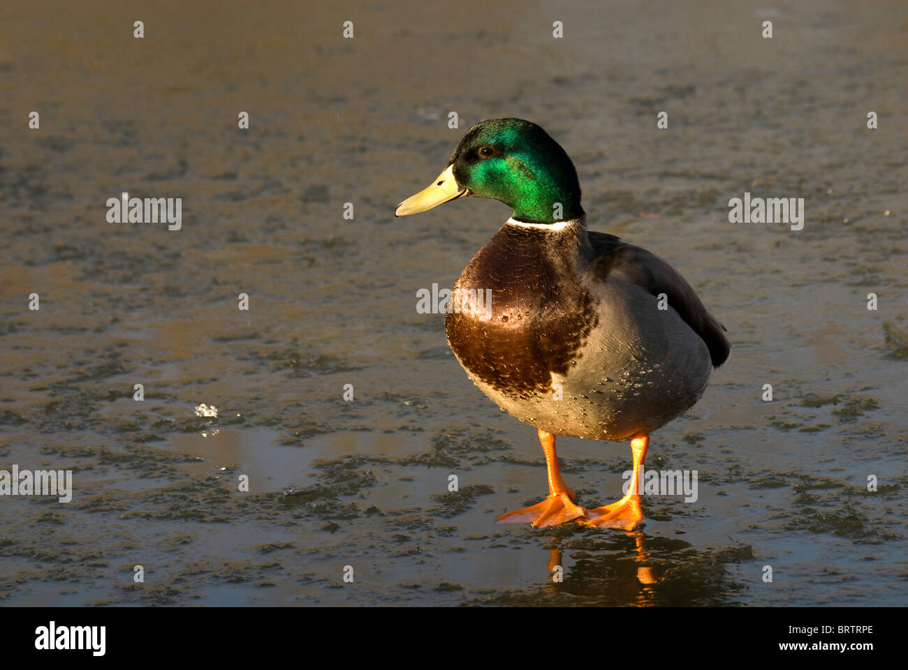 Eine männliche Stockente stehend auf einem zugefrorenen See Stockfoto