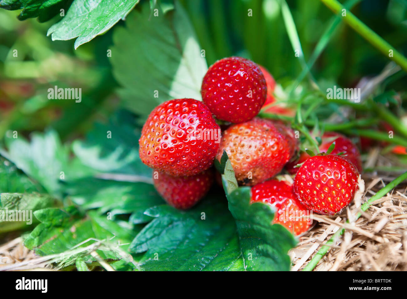Nahaufnahme von frischen Bio-Erdbeeren Stockfoto