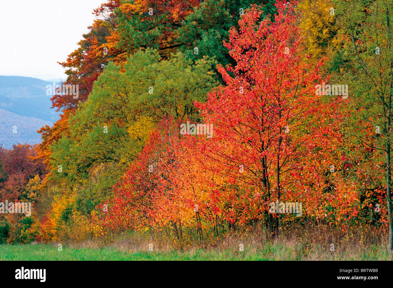Baume Herbst Stockfotos Und Bilder Kaufen Alamy