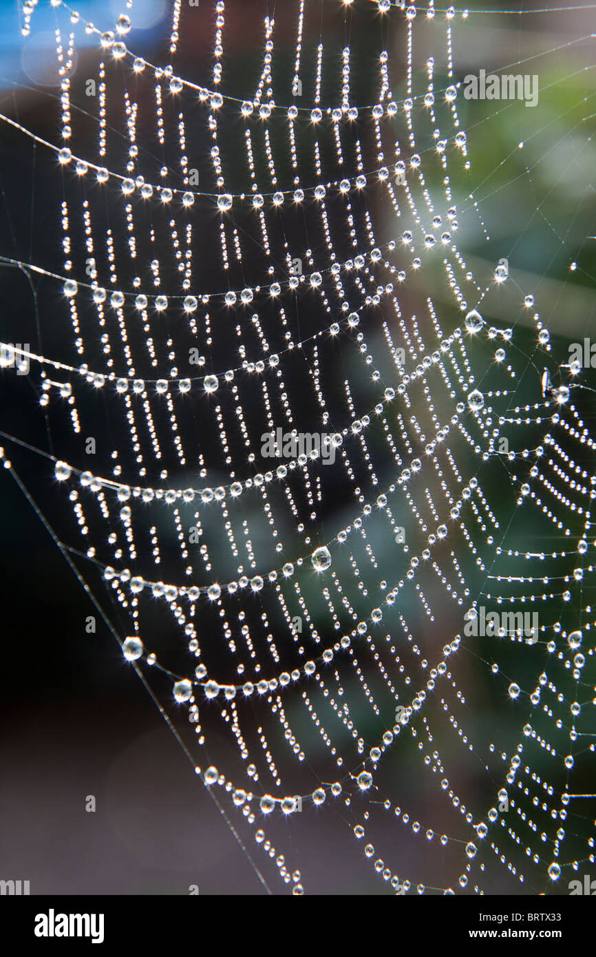 Spinnennetz mit Tautropfen Tropfen im Garten UK Stockfoto
