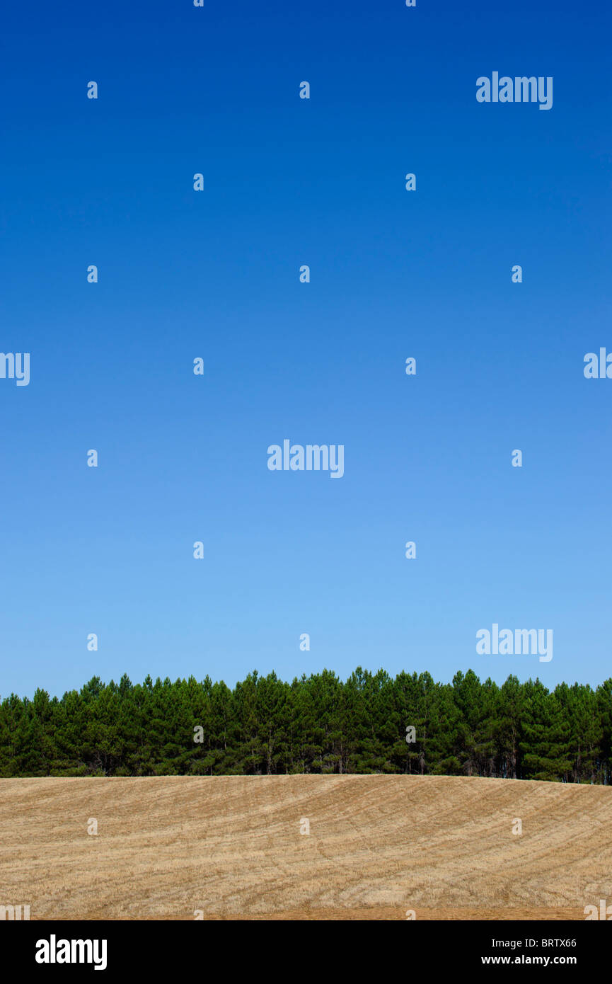 Trockenen Bereich, Waldbäume und einem intensiven blauen Himmel Stockfoto