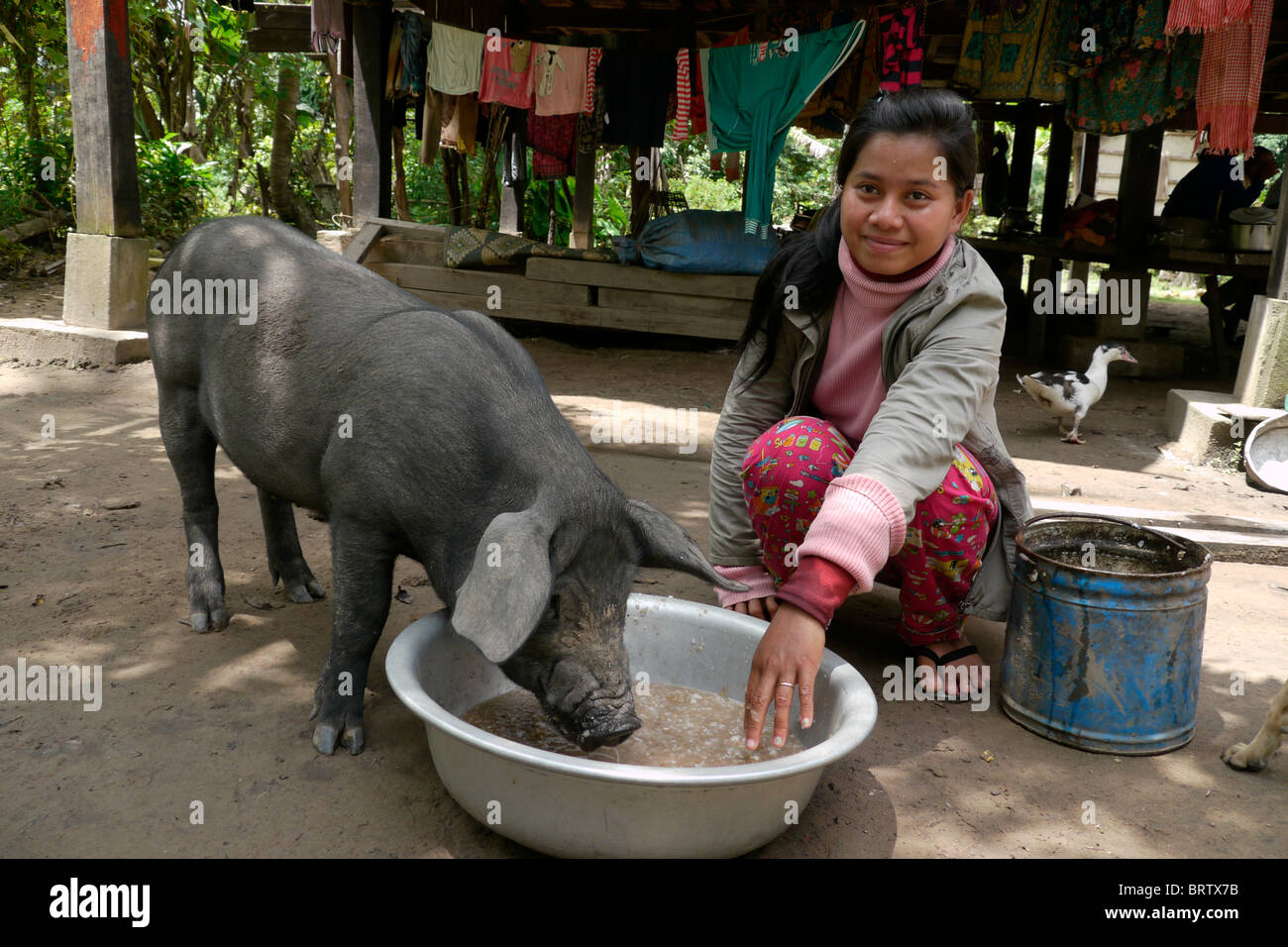 Kambodscha Frau Fütterung Schwein, Ban Bung Dorf, Stung Treng Bezirk. Foto: SEAN SPRAGUE Stockfoto