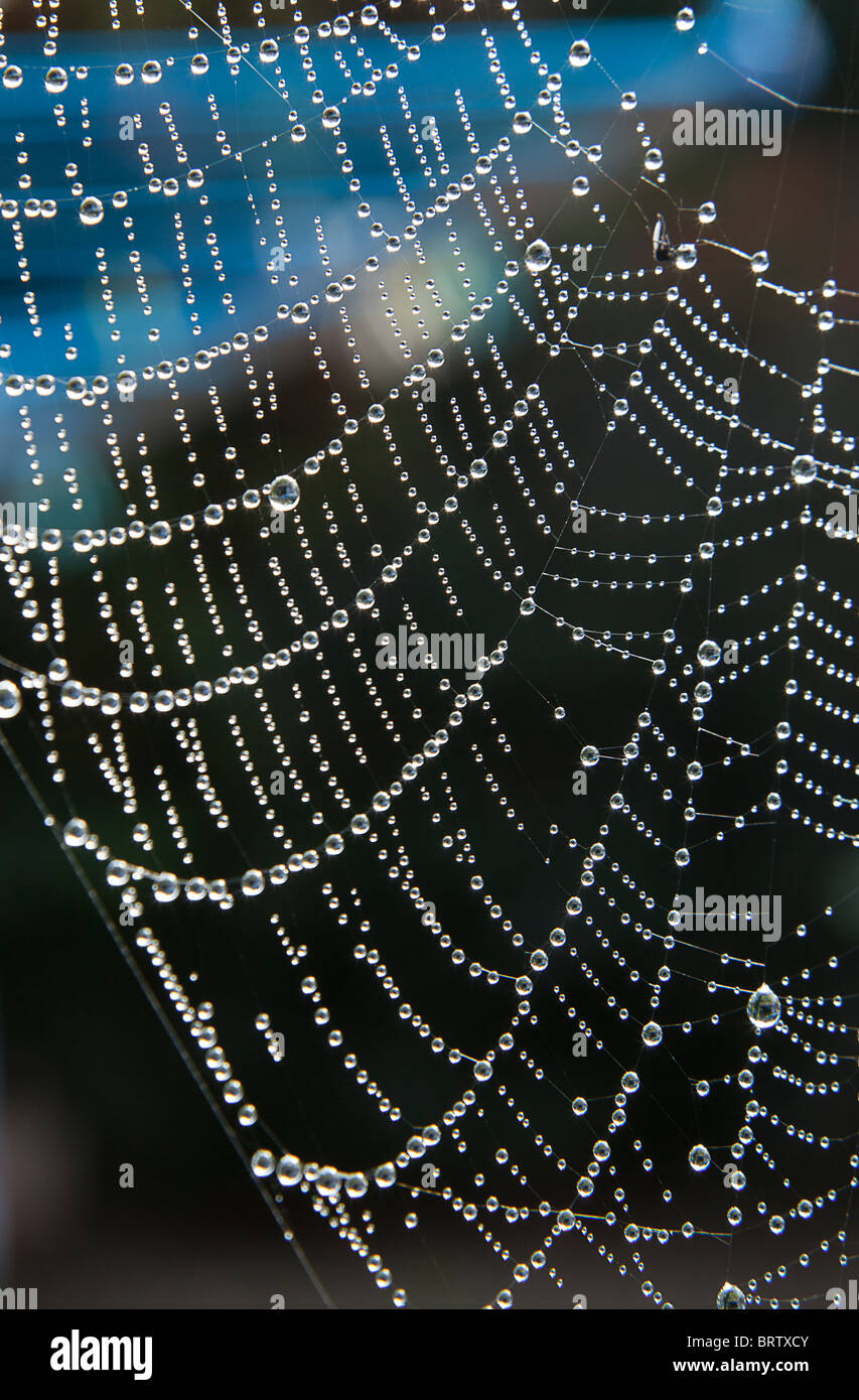 Bestandteil der Spinne im Garten mit Tröpfchen Tau. Stockfoto