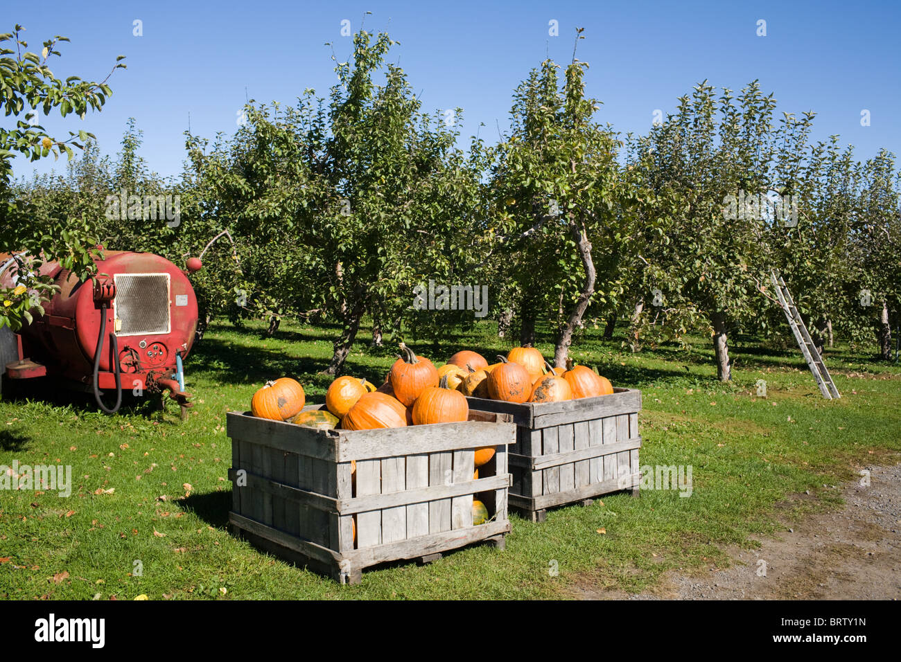 Boxen von Kürbissen zum Verkauf an einen Obstgarten in Adirondacks, New York State Stockfoto