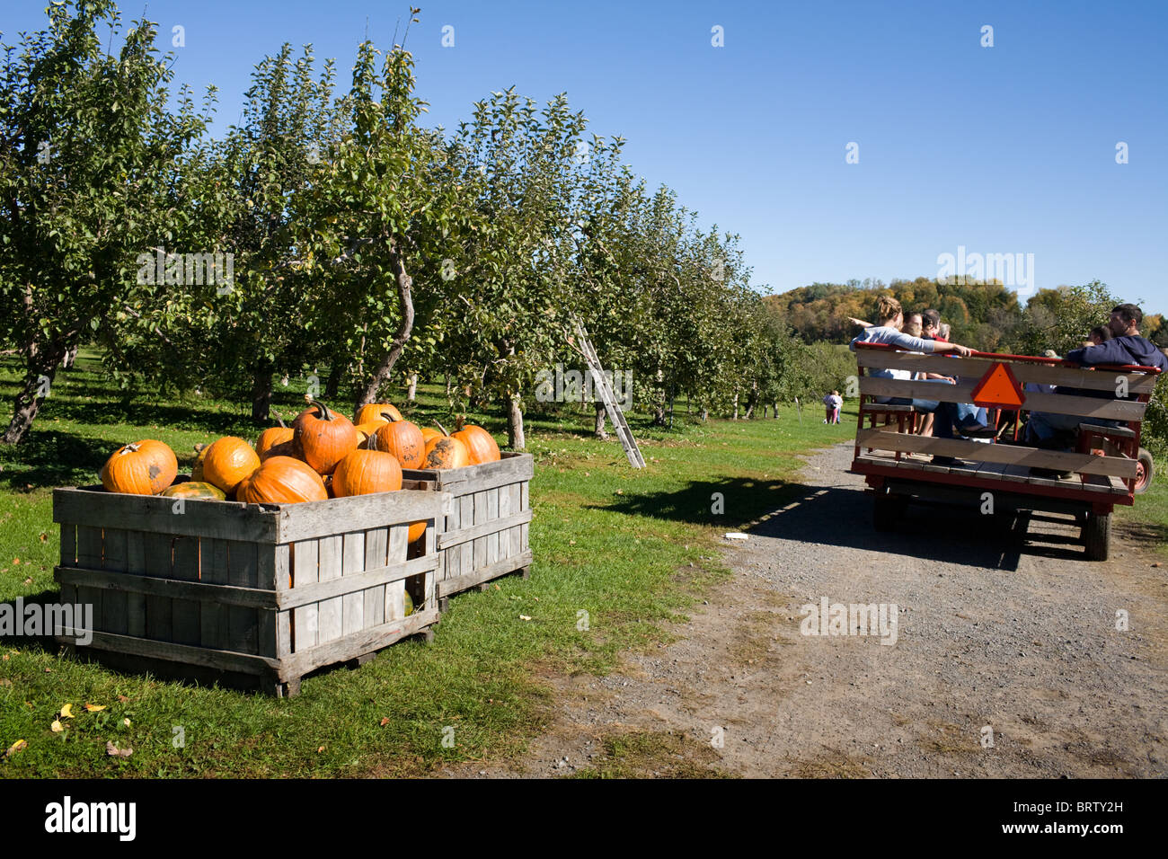 Boxen von Kürbissen zum Verkauf an einen Obstgarten in Adirondacks, New York State Stockfoto