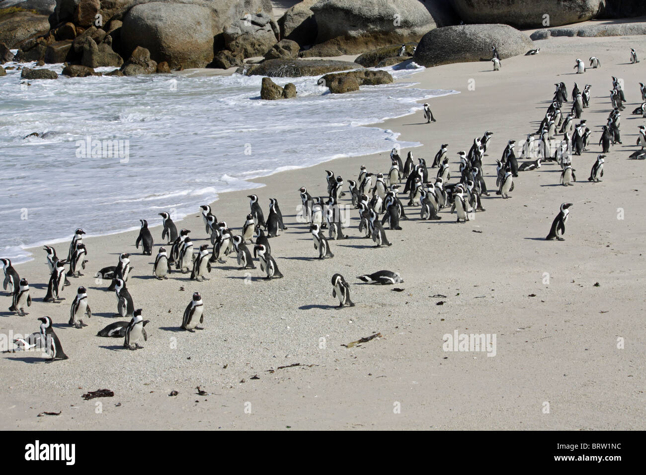 Kolonie von Jackass Pinguine am Boulders in Südafrika Stockfoto