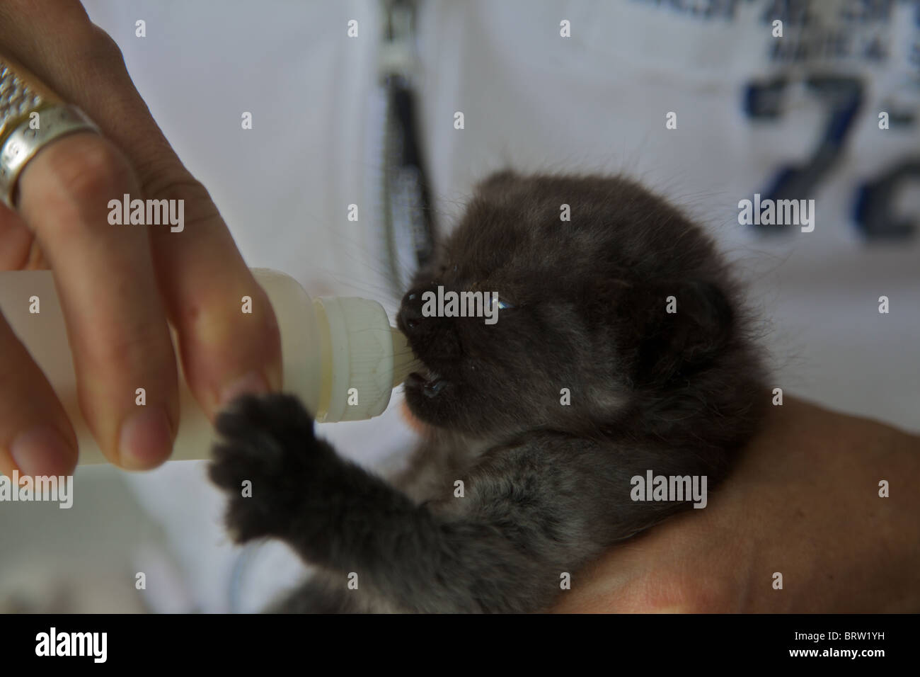 Ein sehr junge blaue Augen Kätzchen von der Mutter als Flasche Feed aufgegeben. Stockfoto