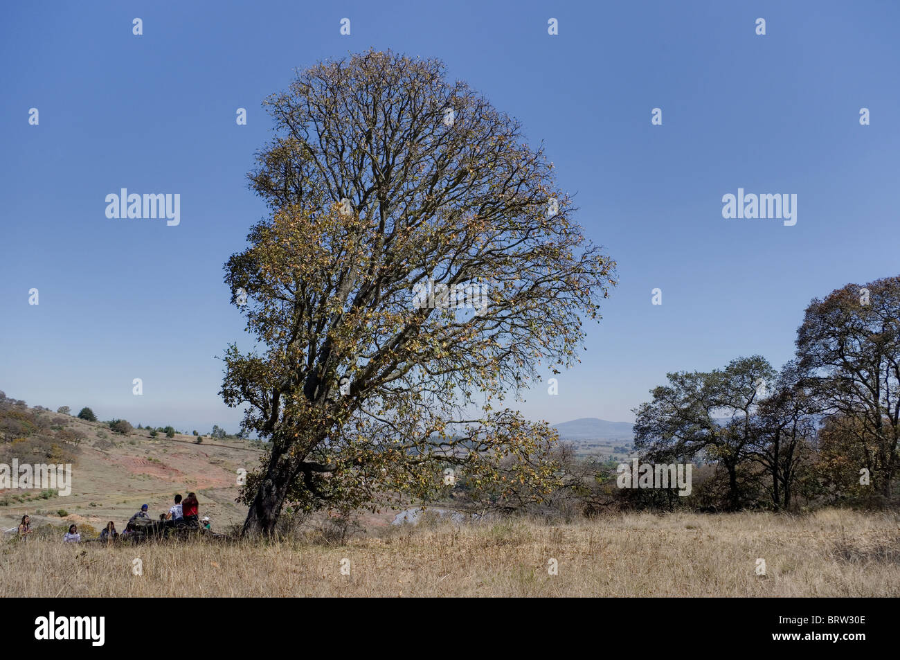 Personen, die neben einem großen Baum in Mexiko ruhen Stockfoto