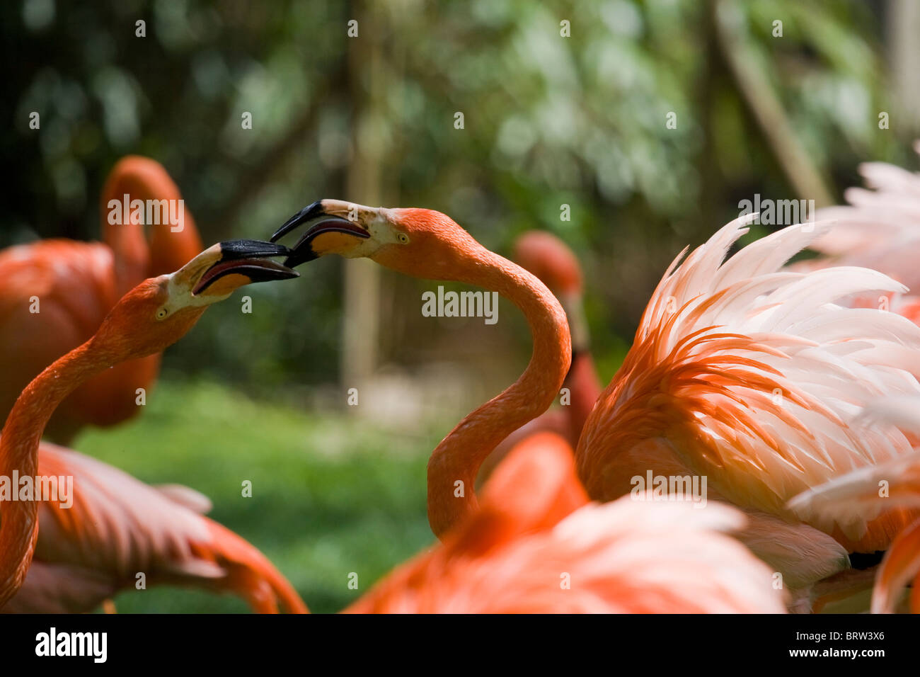 Flamingo "Wasservogel" Wildlife Natur niedlich schöne rosa "Schönheit In der Natur" Feather Gefieder "Bird Eyes" Vogelschnabel "Langen Schnabel" Stockfoto