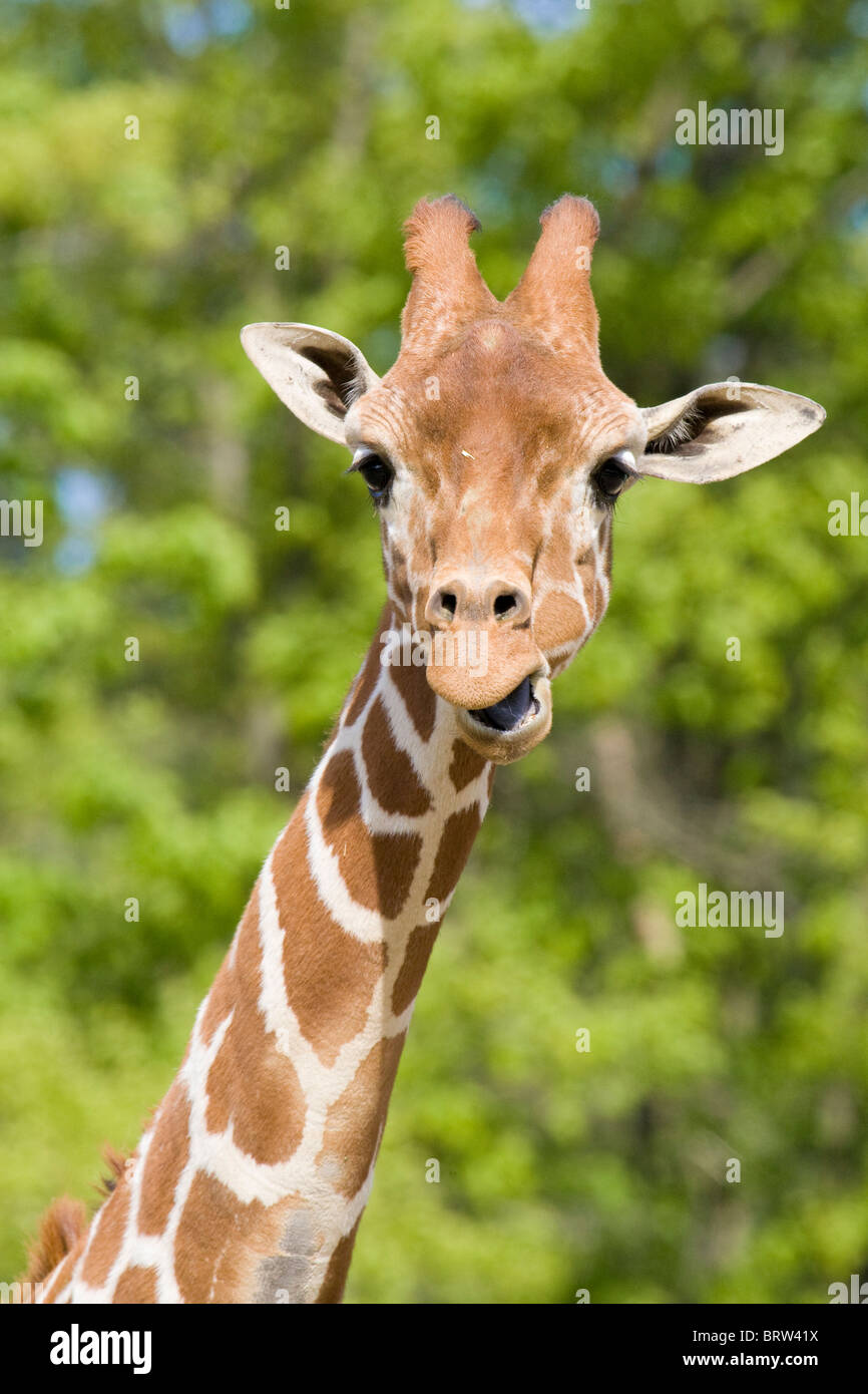 Giraffe Säugetier Tierwelt pflanzenfressenden "Safaritiere" "Tierkopf" "Tierischen Hals" "Langhals" Camouflage hoch lang Natur Afrika Stockfoto