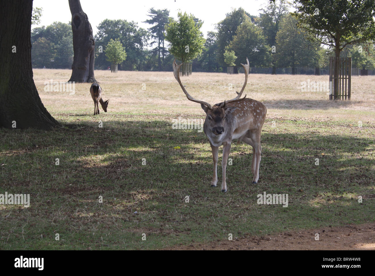 Reh im Bushy Park Richmond Stockfoto