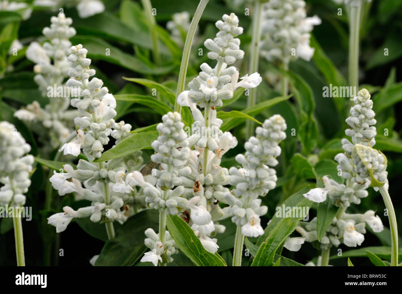 Salvia Farinacea Victoria Weiße Salbei MealyCup blühende Salbei zarte