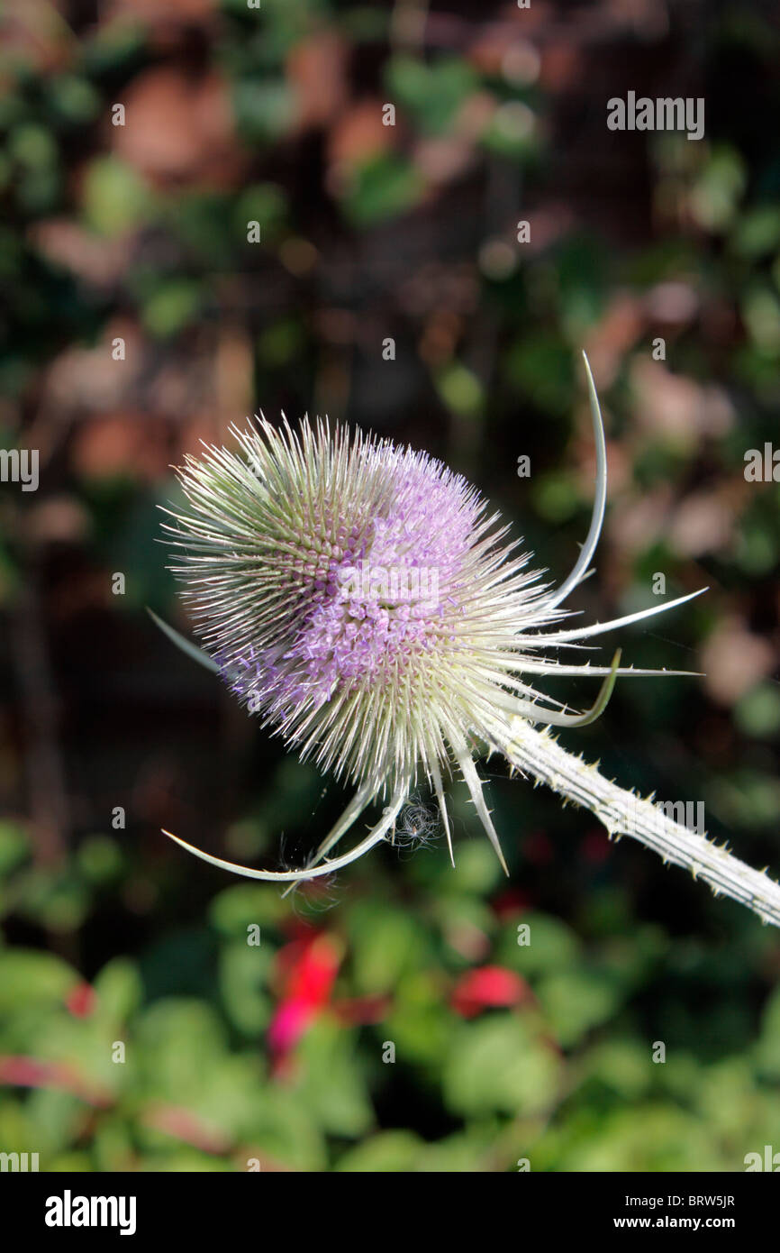 DIPSACUS FULLONUM. TEASEL IN DER BLÜTE Stockfoto