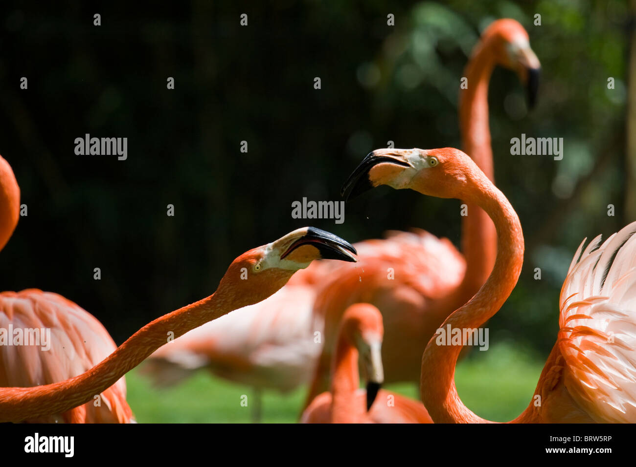 Flamingo "Wasservogel" Wildlife Natur niedlich schöne rosa "Schönheit In der Natur" Feather Gefieder "Bird Eyes" Vogelschnabel "Langen Schnabel" Stockfoto